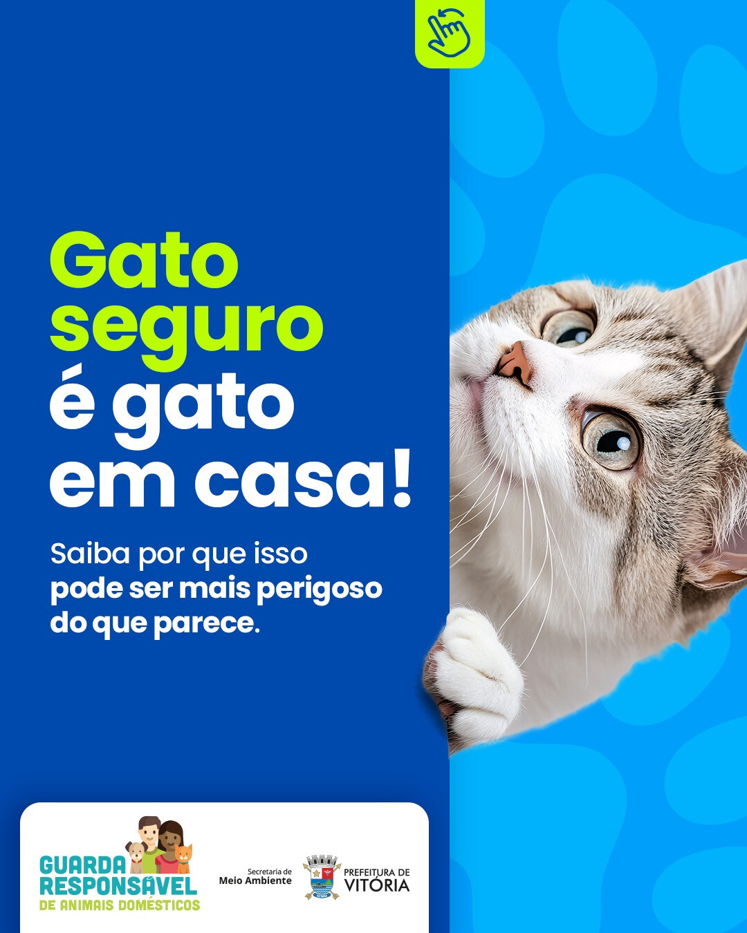gato-seguro-e-gato-em-casa