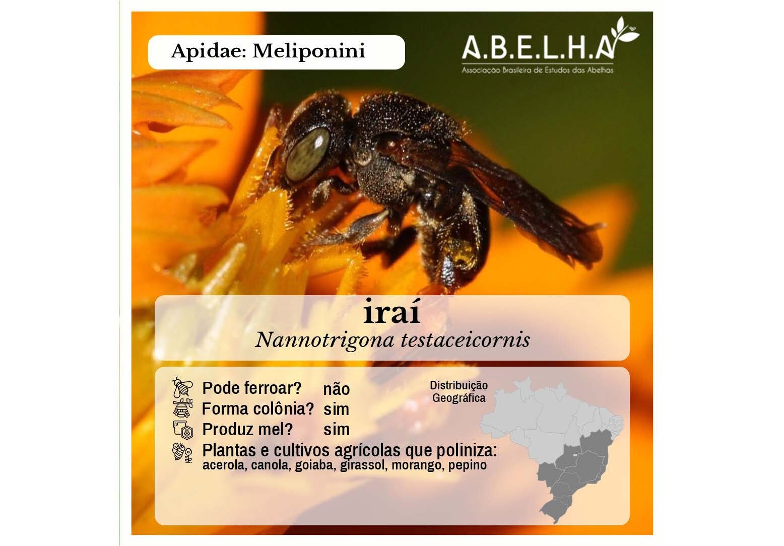 Abelhas Sem Ferrão de Vitória_Página_02.jpg