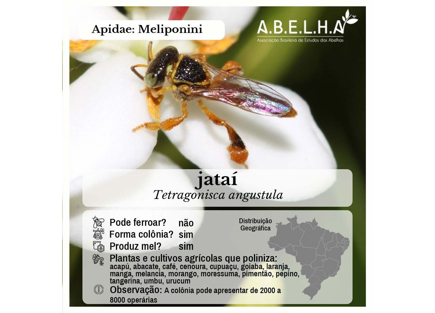 Abelhas Sem Ferrão de Vitória_Página_06.jpg