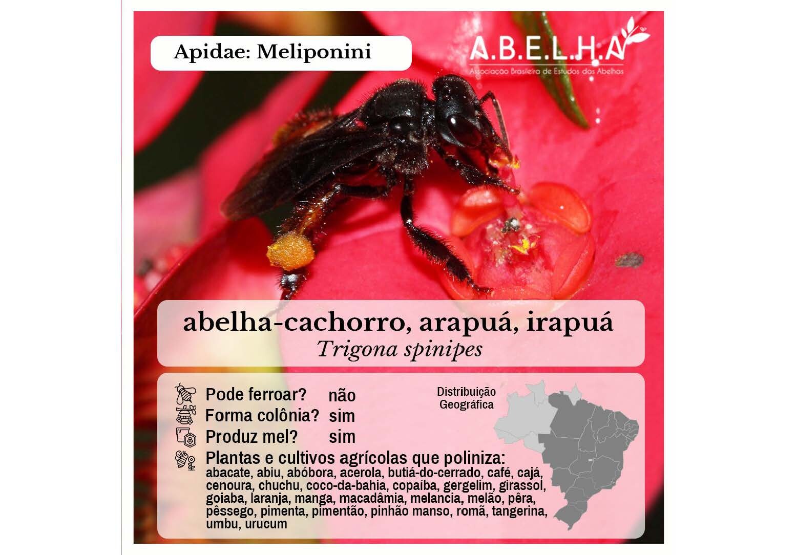 Abelhas Sem Ferrão de Vitória_Página_10.jpg