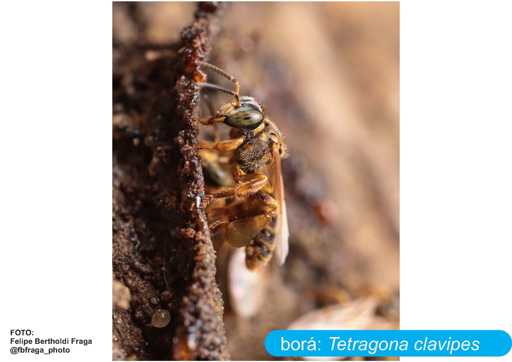 Abelhas Sem Ferrão de Vitória_Página_18.jpg