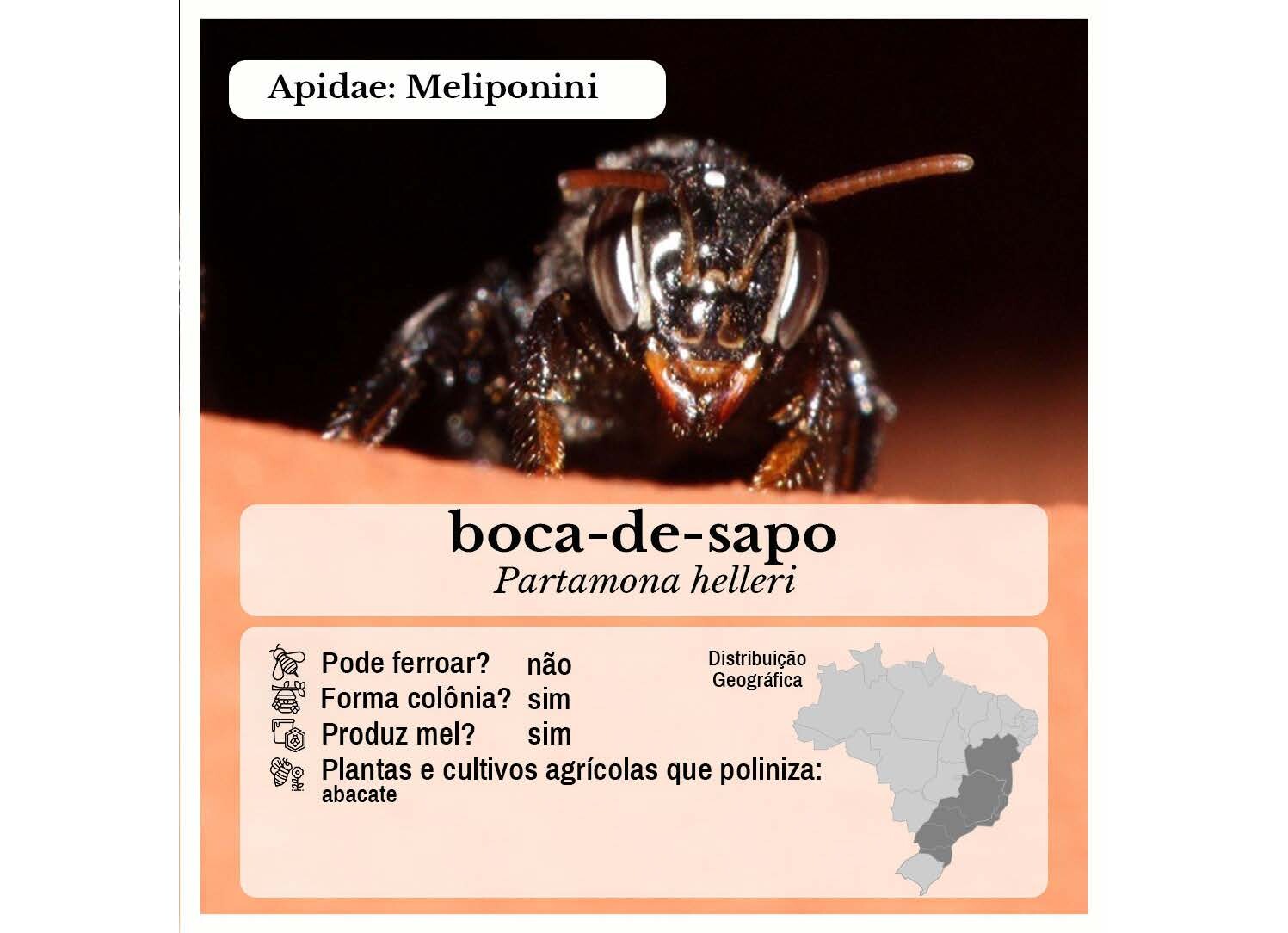 Abelhas Sem Ferrão de Vitória_Página_19.jpg