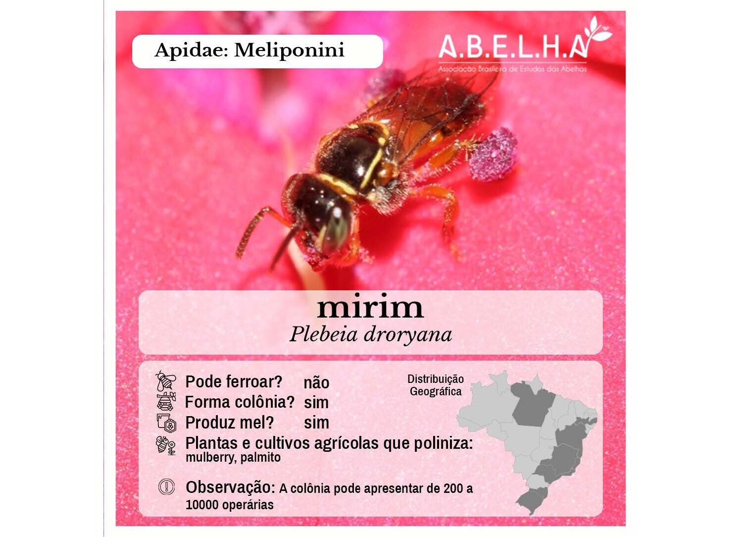 Abelhas Sem Ferrão de Vitória_Página_21.jpg