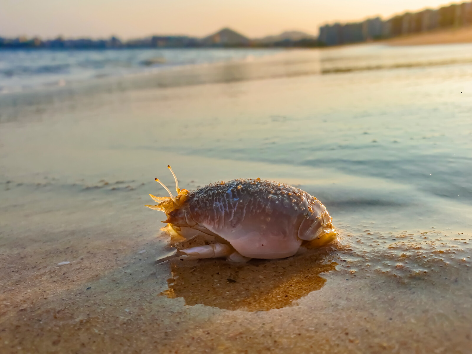 EDIT_Vit+¦ria_2020-10-03 16-55-48_LeonardoMer+ºon-Aprimorado.jpg