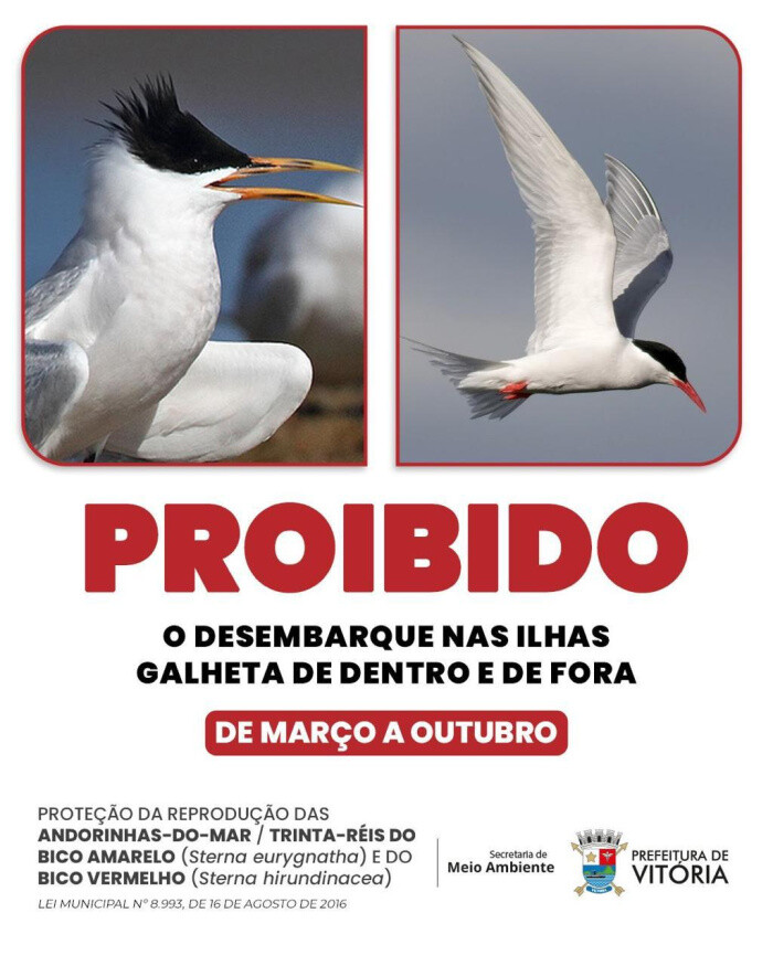 pmv-reforca-restricao-de-acesso-a-ilhas-da-capital-durante-periodo-de-reproducao-de-aves-marinhas