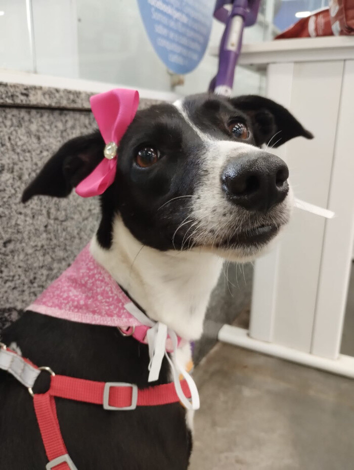 portal-de-adocao-completa-um-ano-com-109-animais-adotados-em-vitoria