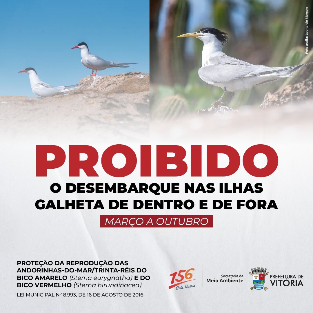 desembarque-nas-ilhas-galheta-proibido-ate-outubro-para-reproducao-de-andorinhas