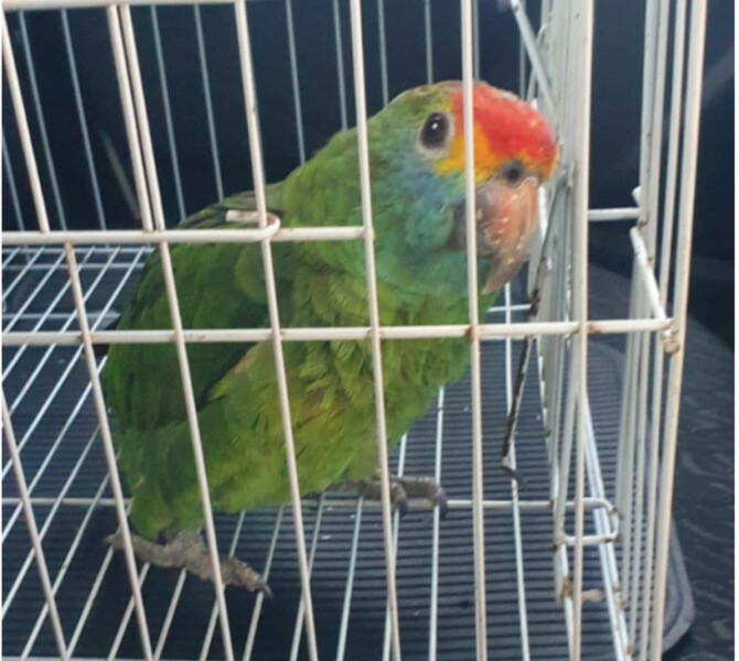 secretaria-de-meio-ambiente-resgata-jararaca-gamba-e-papagaio