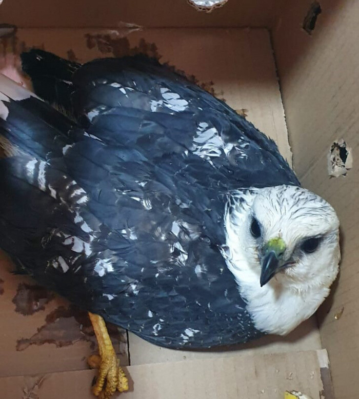 gaviao-de-especie-ameacada-de-extincao-e-resgatado-em-jardim-da-penha