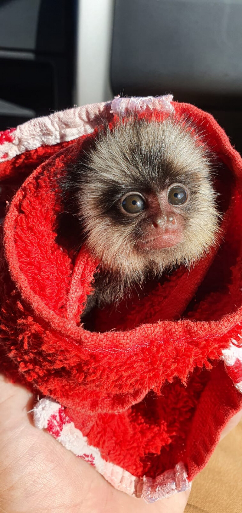 filhote-de-sagui-e-resgatado-em-casa-no-bairro-fradinhos