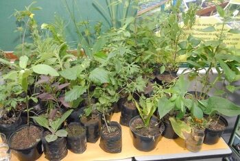 manguezal-e-plantas-medicinais-sao-temas-para-formacao-de-professores