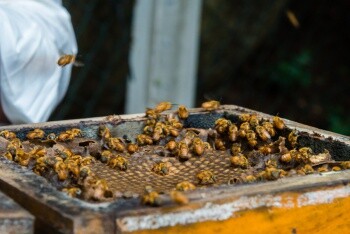 educacao-ambiental-estudantes-da-emef-elzira-vivacqua-aprendem-sobre-abelhas